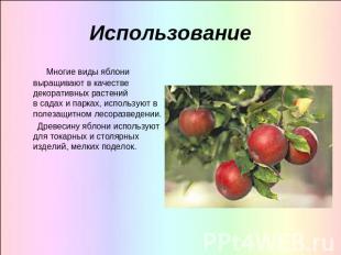 Использование Многие виды яблони выращивают в качестве декоративных растений в с