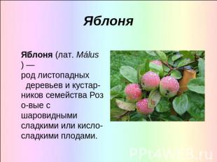 Яблоня Яблоня (лат. Málus) —род листопадных  деревьев и кустар- ников семейства 