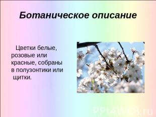 Ботаническое описание Цветки белые, розовые или красные, собраны в полузонтики и