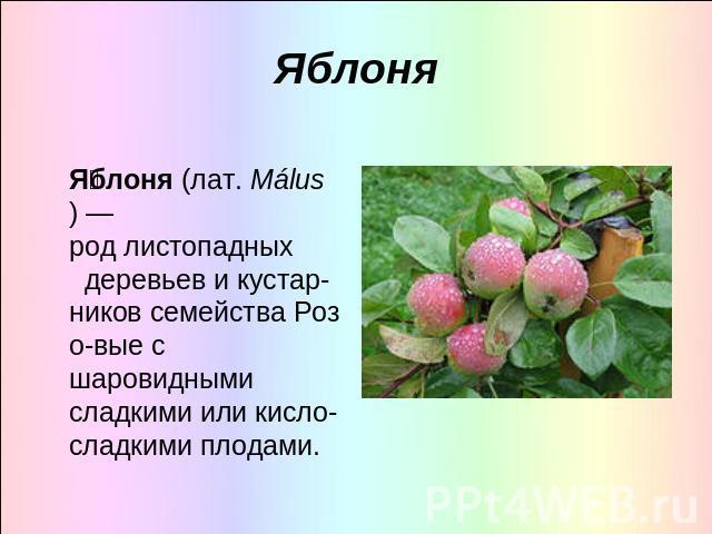 Яблоня Яблоня (лат. Málus) —род листопадных  деревьев и кустар- ников семейства Розо-вые с шаровидными сладкими или кисло-сладкими плодами.