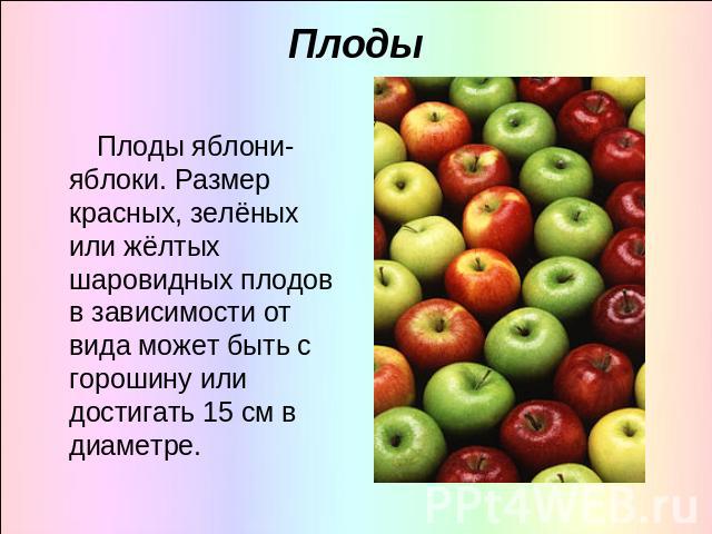 Плоды Плоды яблони-яблоки. Размер красных, зелёных или жёлтых шаровидных плодов в зависимости от вида может быть с горошину или достигать 15 см в диаметре.
