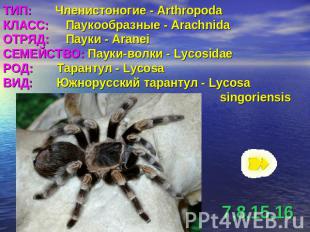 ТИП: Членистоногие - ArthropodaКЛАСС: Паукообразные - ArachnidaОТРЯД: Пауки - Ar