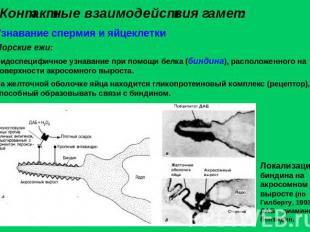 Контактные взаимодействия гамет: Узнавание спермия и яйцеклеткиМорские ежи:Видос
