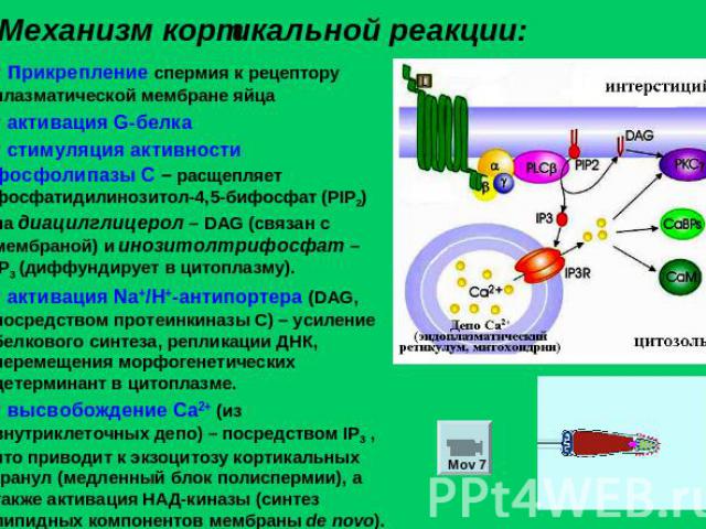 Механизм кортикальной реакции: прикрепление спермия к рецептору плазматической мембране яйца активация G-белка стимуляция активности фосфолипазы С – расщепляет фосфатидилинозитол-4,5-бифосфат (PIP2) на диацилглицерол – DAG (связан с мембраной) и ино…