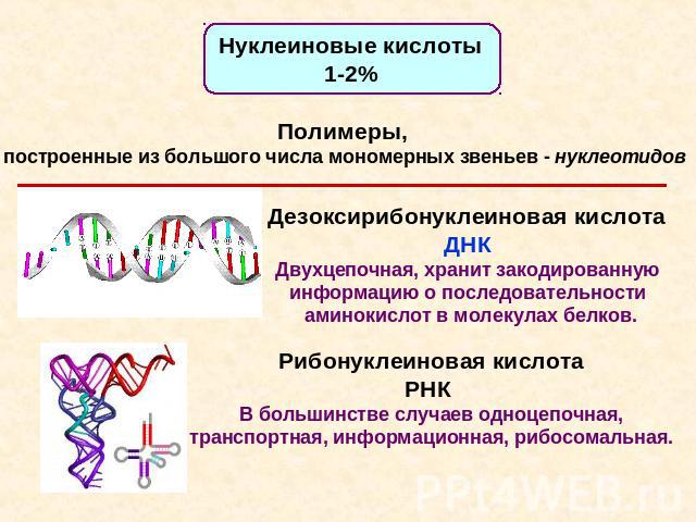 Нуклеиновые кислоты1-2% Полимеры, построенные из большого числа мономерных звеньев - нуклеотидов Дезоксирибонуклеиновая кислота ДНК Двухцепочная, хранит закодированную информацию о последовательности аминокислот в молекулах белков. Рибонуклеиновая к…