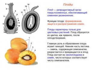 Плоды Плод — репродуктивный орган покрытосеменных, обеспечивающий семенное размн