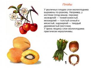 Плоды У различных плодов слои околоплодника выражены по-разному. Например, у кос