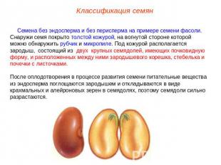 Классификация семян Семена без эндосперма и без перисперма на примере семени фас