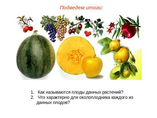 Подведем итоги: Как называются плоды данных растений? Что характерно для околоплодника каждого из данных плодов?