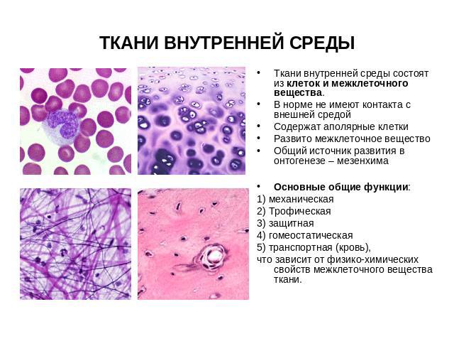 Ткани внутренней среды Ткани внутренней среды состоят из клеток и межклеточного вещества.В норме не имеют контакта с внешней средойСодержат аполярные клеткиРазвито межклеточное веществоОбщий источник развития в онтогенезе – мезенхимаОсновные общие ф…