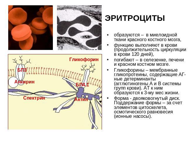 ЭРИТРОЦИТЫ образуются – в миелоидной ткани красного костного мозга,функцию выполняют в крови (продолжительность циркуляции в крови 120 дней),погибают – в селезенке, печени и красном костном мозге.Гликофорины – мембранные гликопротеины, содержащие АГ…
