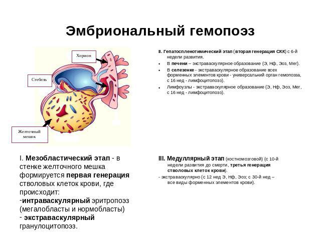 Эмбриональный гемопоэз I. Мезобластический этап - в стенке желточного мешка формируется первая генерация стволовых клеток крови, где происходит: интраваскулярный эритропоэз (мегалобласты и нормобласты) экстраваскулярный гранулоцитопоэз. II. Гепатосп…