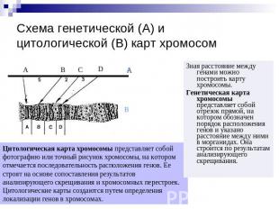 Схема генетической (А) и цитологической (В) карт хромосом Зная расстояние между