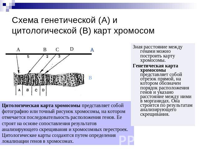 Схема генетической (А) и цитологической (В) карт хромосом Зная расстояние между генами можно построить карту хромосомы.Генетическая карта хромосомы представляет собой отрезок прямой, на котором обозначен порядок расположения генов и указано расстоян…