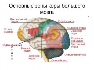 Основные зоны коры большого мозга