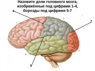 Назовите доли головного мозга, изображённые под цифрами 1-4,борозды под цифрами