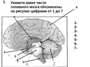 Укажите,какие части головного мозга обозначены на рисунке цифрами от 1 до 7