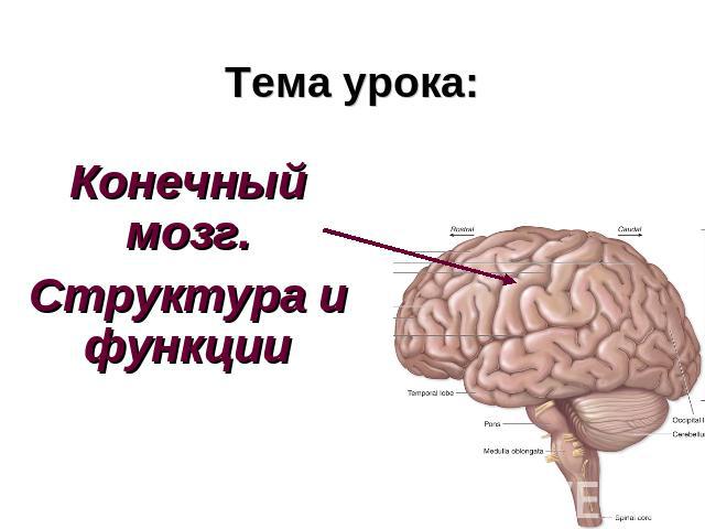Тема урока:Конечный мозг.Структура и функции