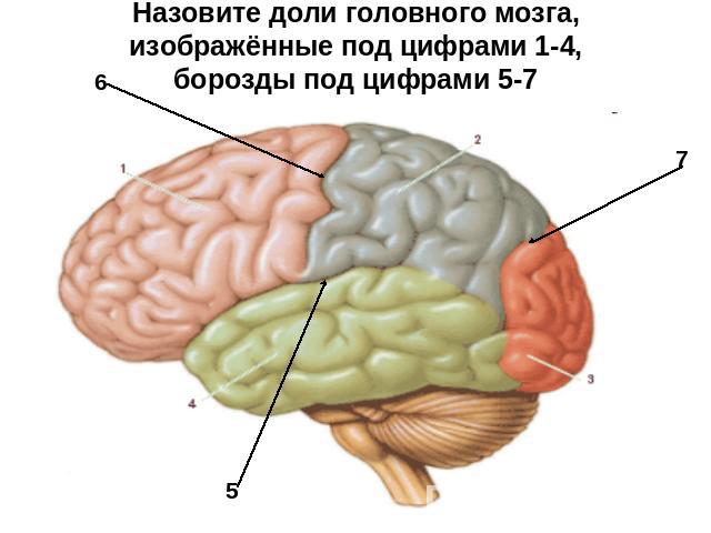 Назовите доли головного мозга, изображённые под цифрами 1-4,борозды под цифрами 5-7