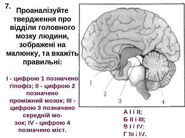 Проаналізуйте твердження про відділи головного мозку людини, зображені на малюнку, та вкажіть правильні:І - цифрою 1 позначено гіпофіз; II - цифрою 2 позначенопроміжний мозок; III - цифрою 3 позначено середній мозок; IV - цифрою 4 позначено міст.