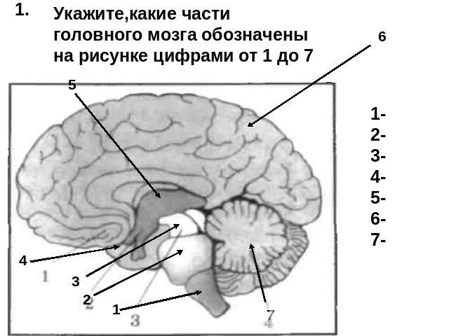 Укажите,какие части головного мозга обозначены на рисунке цифрами от 1 до 7