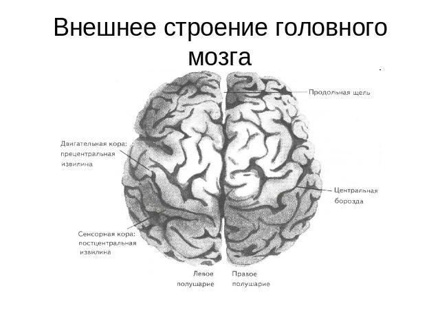 Внешнее строение головного мозга
