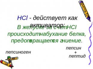 HCl - действует как активатор: В желудке за счет HСI происходит набухание белка,