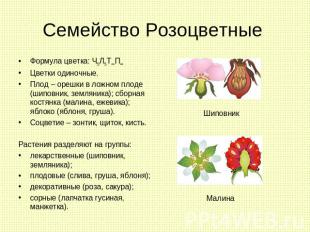 Семейство Розоцветные Формула цветка: Ч5Л5Т∞П∞Цветки одиночные.Плод – орешки в л