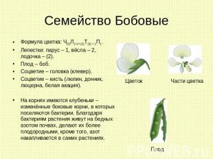 Семейство Бобовые Формула цветка: Ч(5)Л1+2+(2)Т(9) + 1П1.Лепестки: парус – 1, вё