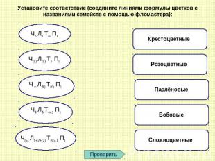 Установите соответствие (соедините линиями формулы цветков с названиями семейств