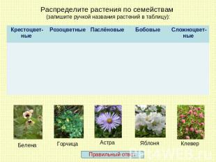 Распределите растения по семействам (запишите ручкой названия растений в таблицу