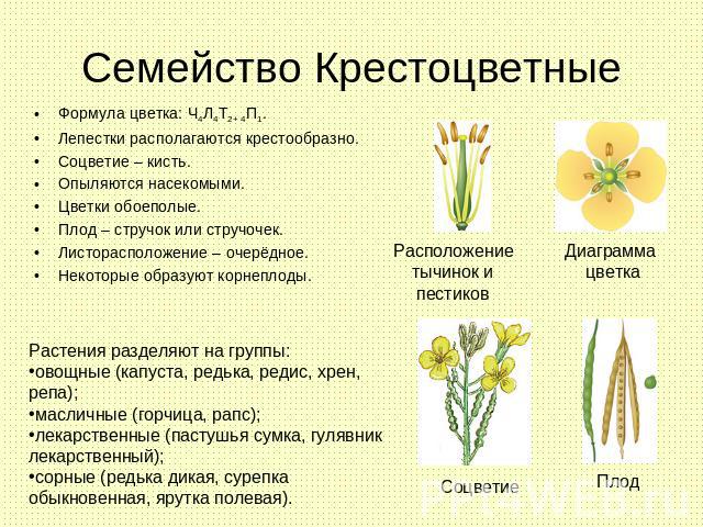 Семейство Крестоцветные Формула цветка: Ч4Л4Т2+ 4П1.Лепестки располагаются крестообразно.Соцветие – кисть.Опыляются насекомыми.Цветки обоеполые.Плод – стручок или стручочек. Листорасположение – очерёдное.Некоторые образуют корнеплоды. Растения разде…