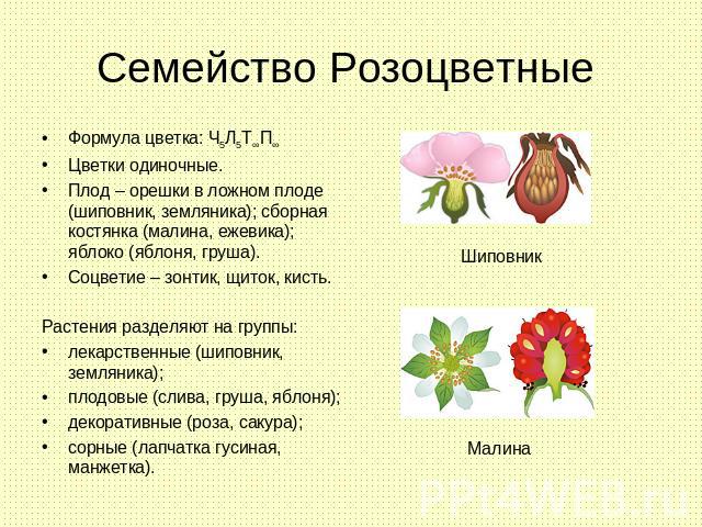 Семейство Розоцветные Формула цветка: Ч5Л5Т∞П∞Цветки одиночные.Плод – орешки в ложном плоде(шиповник, земляника); сборная костянка (малина, ежевика); яблоко (яблоня, груша). Соцветие – зонтик, щиток, кисть.Растения разделяют на группы:лекарственные …