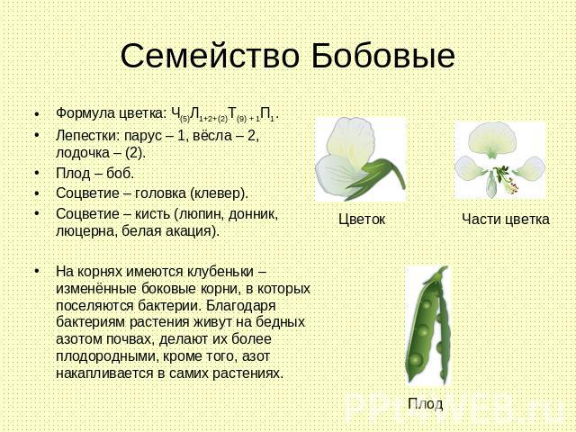 Семейство Бобовые Формула цветка: Ч(5)Л1+2+(2)Т(9) + 1П1.Лепестки: парус – 1, вёсла – 2, лодочка – (2).Плод – боб.Соцветие – головка (клевер).Соцветие – кисть (люпин, донник, люцерна, белая акация).На корнях имеются клубеньки – изменённые боковые ко…