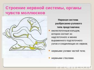 Строение нервной системы, органы чувств моллюсков Нервная система разбросанно-уз