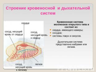Строение кровеносной и дыхательной систем Кровеносная система моллюсков открытог