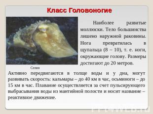 Класс Головоногие Наиболее развитые моллюски. Тело большинства лишено наружной р