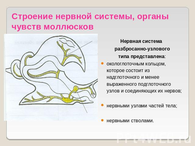 Строение нервной системы, органы чувств моллюсков Нервная система разбросанно-узловоготипа представлена:окологлоточным кольцом, которое состоит из надглоточного и менее выраженного подглоточного узлов и соединяющих их нервов;нервными узлами частей т…