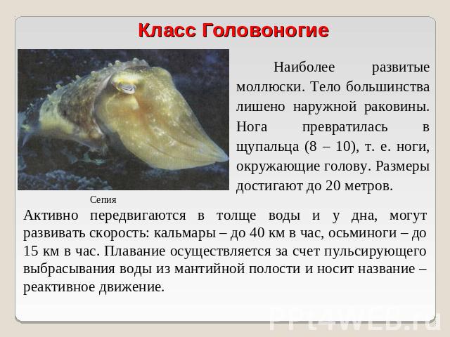 Класс Головоногие Наиболее развитые моллюски. Тело большинства лишено наружной раковины. Нога превратилась в щупальца (8 – 10), т. е. ноги, окружающие голову. Размеры достигают до 20 метров. Активно передвигаются в толще воды и у дна, могут развиват…