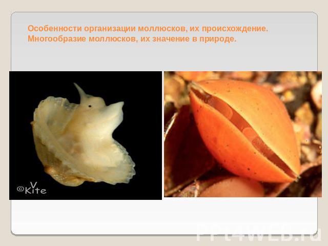 Особенности организации моллюсков, их происхождение. Многообразие моллюсков, их значение в природе.