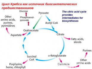 Цикл Кребса как источник биосинтетических предшественниковThe citric acid cycle