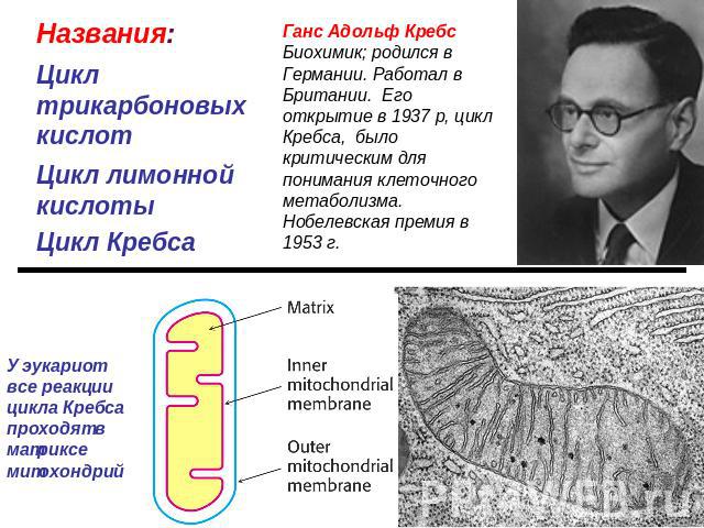Названия:Цикл трикарбоновых кислотЦикл лимонной кислоты Цикл Кребса Ганс Адольф Кребс Биохимик; родился в Германии. Работал в Британии. Его открытие в 1937 р, цикл Кребса, было критическим для понимания клеточного метаболизма. Нобелевская премия в 1…