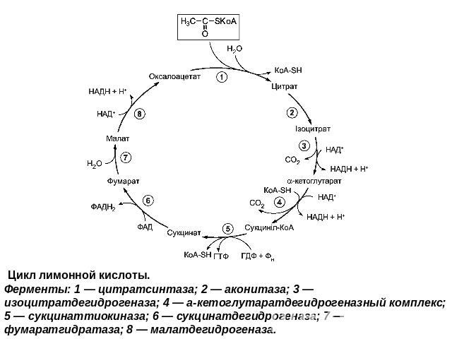 Цикл лимонной кислоты.Ферменты: 1 — цитратсинтаза; 2 — аконитаза; 3 — изоцитратдегидрогеназа; 4 — а-кетоглутаратдегидрогеназный комплекс; 5 — сукцинаттиокиназа; 6 — сукцинатдегидрогеназа; 7 — фумаратгидратаза; 8 — малатдегидрогеназа.