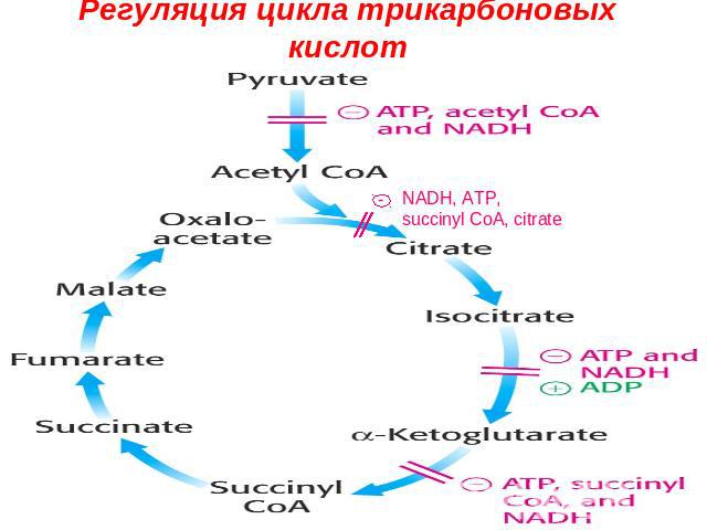 Регуляция цикла трикарбоновых кислот