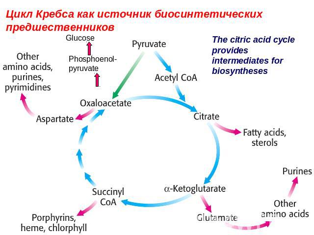 Цикл Кребса как источник биосинтетических предшественниковThe citric acid cycle provides intermediates for biosyntheses