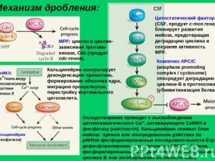 Механизм дробления: MPF: циклин и циклин-зависимая протеин-киназа, Cdk (продукт