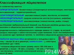 Классификация яйцеклеток По количеству желтка: алецитальные: безжелтковые (плаце