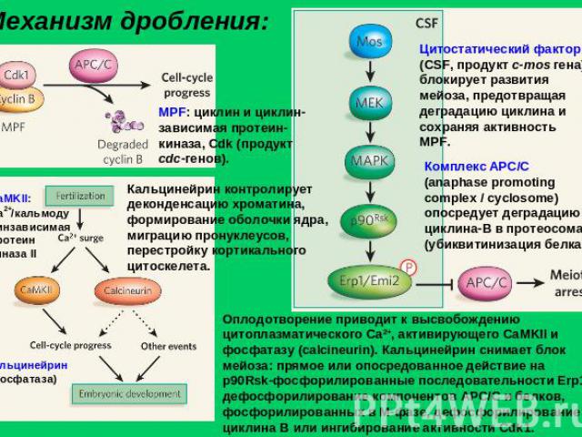 Механизм дробления: MPF: циклин и циклин-зависимая протеин-киназа, Cdk (продукт cdc-генов). Кальцинейрин контролирует деконденсацию хроматина, формирование оболочки ядра, миграцию пронуклеусов, перестройку кортикального цитоскелета. Цитостатический …