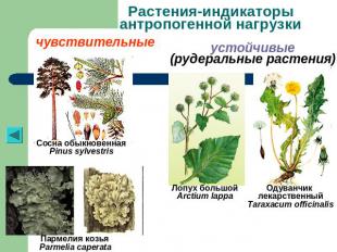 Растения-индикаторы антропогенной нагрузки чувствительные устойчивые(рудеральные