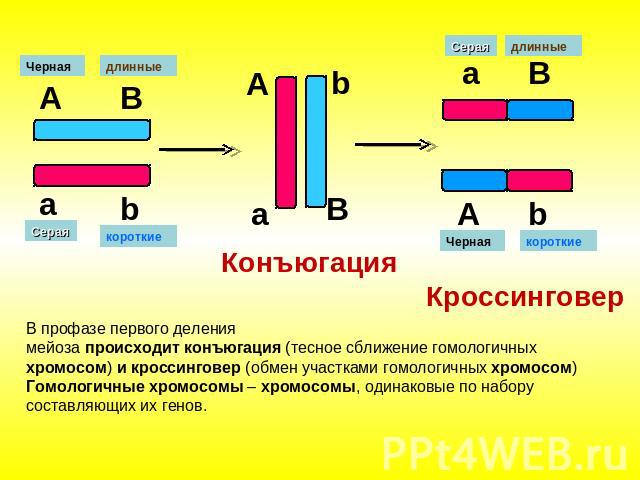 Конъюгация Кроссинговер В профазе первого деления мейоза происходит конъюгация (тесное сближение гомологичных хромосом) и кроссинговер (обмен участками гомологичных хромосом)Гомологичные хромосомы – хромосомы, одинаковые по набору составляющих их генов. 